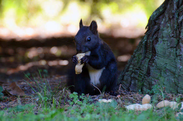 Eichhörnchen Park Schönbrunn Wien Nicht75B